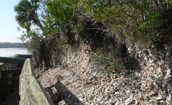 Detail of the Spanish Mount shell midden at Edisto Beach State Park, South Carolina. Photograph was taken from the boardwalk.